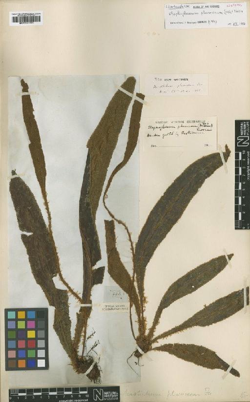 Elaphoglossum plumosum (Fée) T.Moore - BM000937981