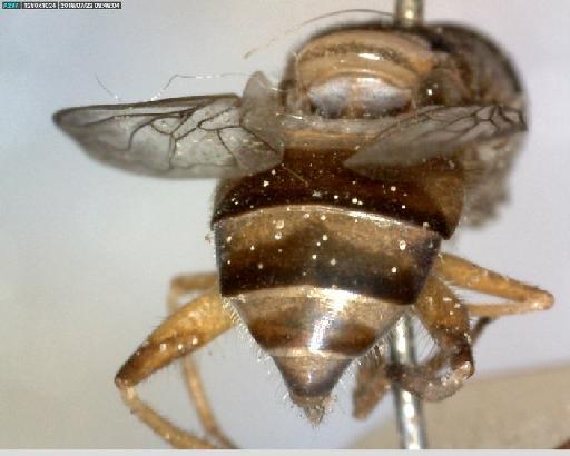 Kertesziomyia conducta (Walker, 1858) - Kertesziomyia conducta ST1 abdomen