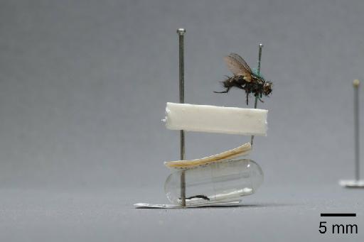 Sarcophaga (Myorhina) nigriventris Meigen, 1826 - 015091932_lateral