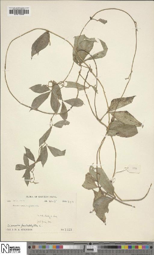 Dioscorea pentaphylla L. - BM001049486