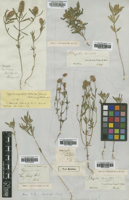 Polygala brevifolia Nutt. - BM001042606