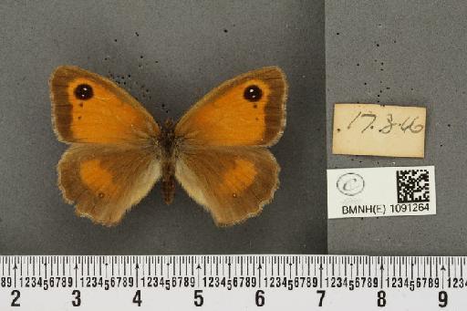 Pyronia tithonus britanniae ab. tithonellus Strand, 1912 - BMNHE_1091264_a_1641