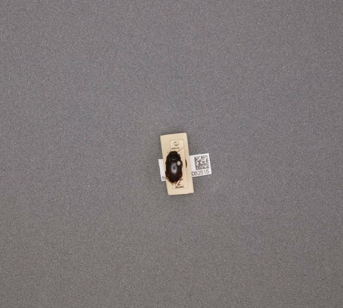 Agabus striolatus thumbnail