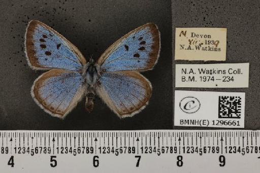 Maculinea arion eutyphron (Fruhstorfer, 1915) - BMNHE_1296661_133988