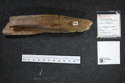 Asteracanthus granulosus Egerton, 1854 - 010022126_L010040535