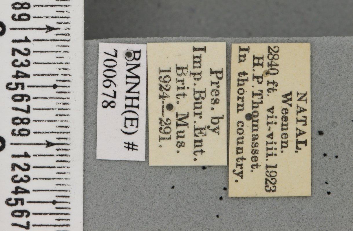 Dacus botianus