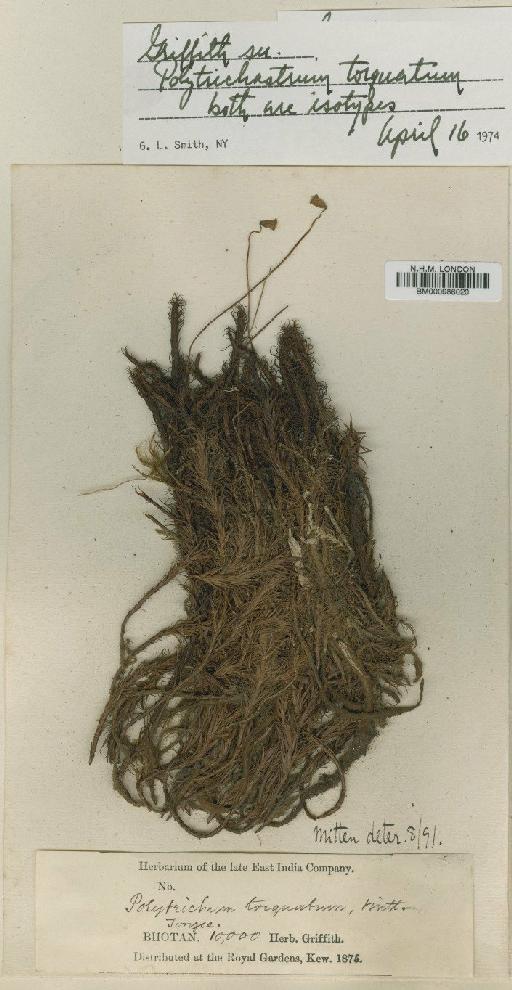 Polytrichastrum torquatum Mitt. ex Osada & G.L.Sm. - BM000986020