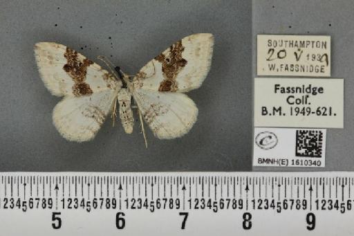 Xanthorhoe montanata montanata (Denis & Schiffermüller, 1775) - BMNHE_1610340_313068