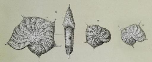 Polystomella imperatrix Brady, 1881 - ZF2173_110_15_Parrellina_imperatrix.jpg