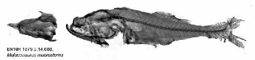 Malacosaurus macrostoma - BMNH 1879.5.14.688, Malacosaurus macrostoma, Radiograph