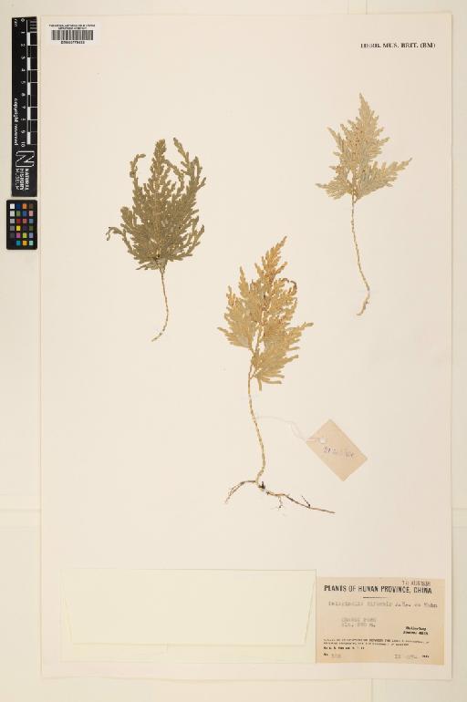 Selaginella biformis A.Braun ex Kuhn - 000779628