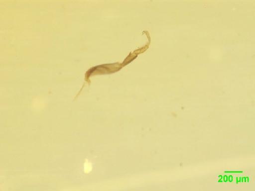 Scaphidiinae Latreille, 1806 - 010188826__