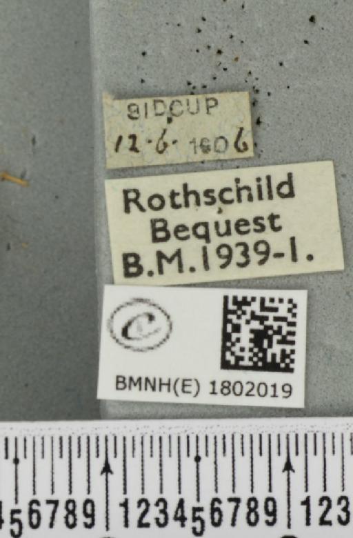 Pasiphila rectangulata ab. anthrax Dietze, 1910 - BMNHE_1802019_label_377948
