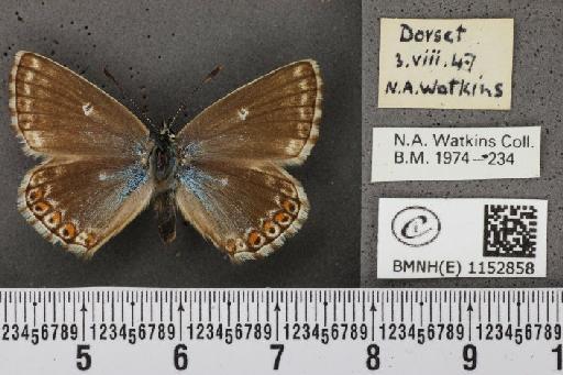 Lysandra coridon ab. punctata Tutt, 1896 - BMNHE_1152858_103960