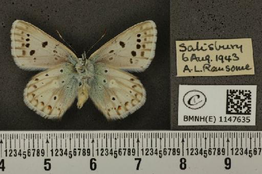 Lysandra coridon ab. pallidula Bright & Leeds, 1938 - BMNHE_1147635_101090