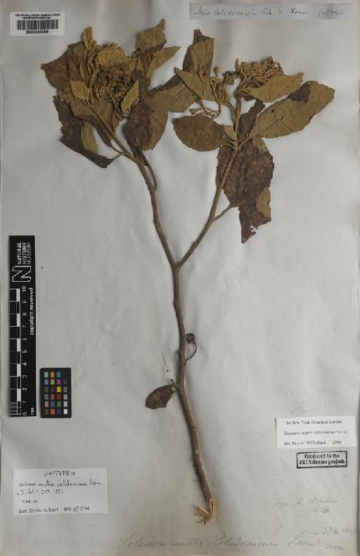 Solanum austro-caledonicum Seem. - BM000846935