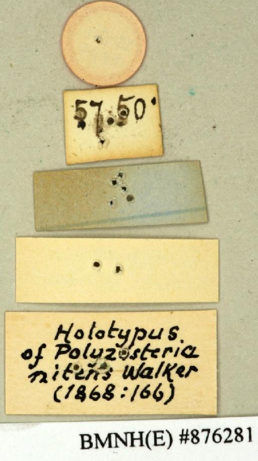 Polyzosteria nitens Walker, 1868 - Polyzosteria nitens Walker, F, 1868, unsexed, holotype, labels (reverse). Photographer: Edward Baker. BMNH(E)#876281