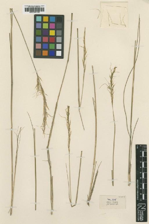 Stipa hemipogon Benth. - BM000991422