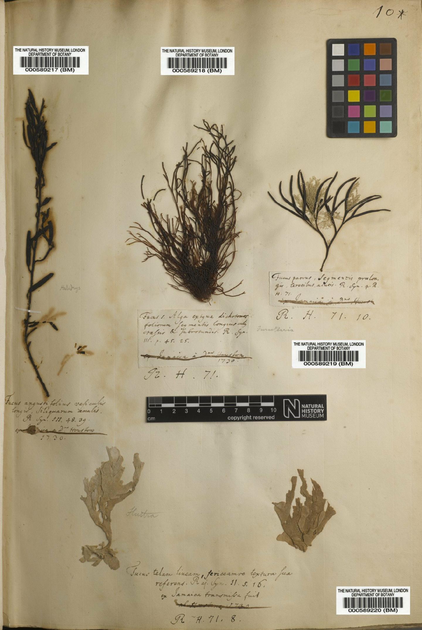 To NHMUK collection (Fucus siliquosus L.; NHMUK:ecatalogue:4708148)