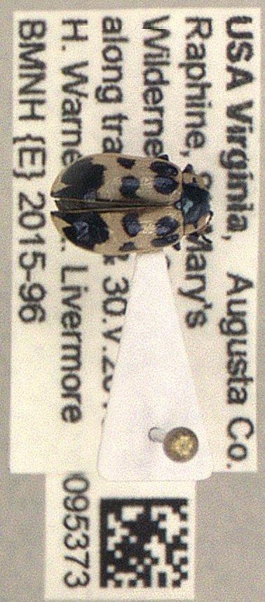 Chrysomela (Macrolina) Motschulsky, 1860 - Coleoptera 010095373