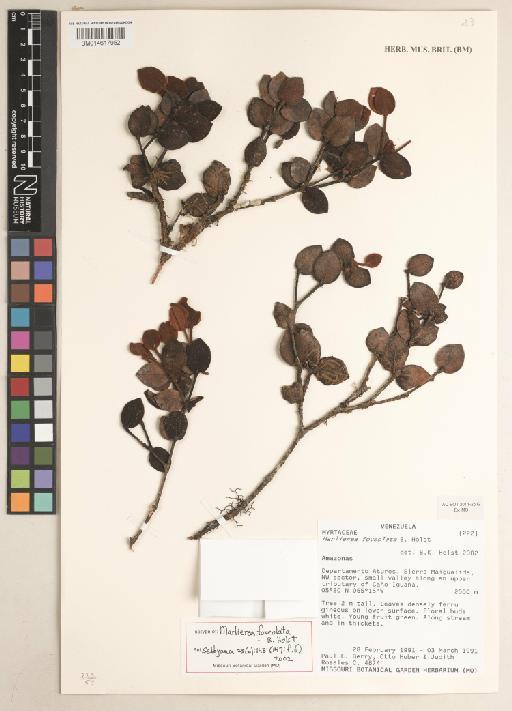 Marlierea foveolata B.Holst - 014617952