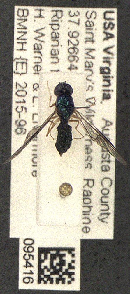 To NHMUK collection (Stratiomyidae Latreille, 1802; NHMUK:ecatalogue:5758890)