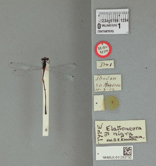 Elattoneura nigra Kimmins, 1938 - 011252132_Elattoneura_nigra_T_labels