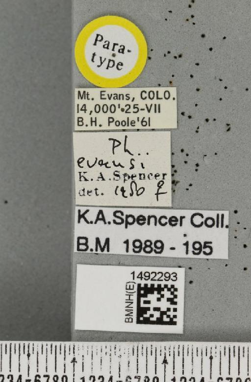 Phytomyza evansi Spencer, 1986 - BMNHE_1492293_label_54000