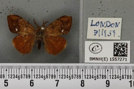 Orgyia antiqua (Linnaeus, 1758) - BMNHE_1557271_256742