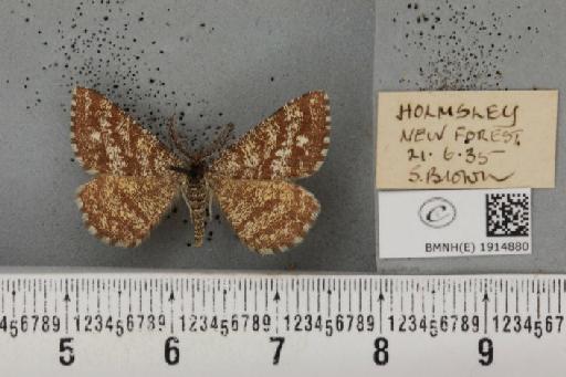 Ematurga atomaria (Linnaeus, 1758) - BMNHE_1914880_487193