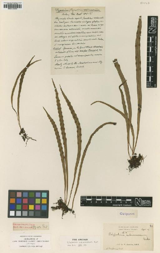 Lepisorus loriformis (Wall. ex Mett.) Ching - BM001038490