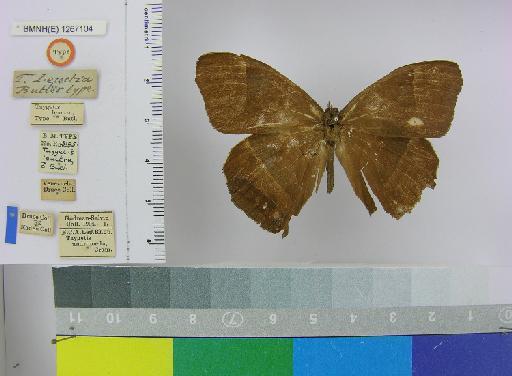 Taygetis leuctra Butler, 1870 - BMNH(E)_1267104_Taygetis_leuctra_Butler_T_male_ (1)