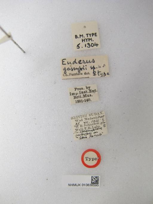 Euderus gossypii Ferrière, 1931 - 010838595_Euderus_gossypii_HT-5-1304_Labels