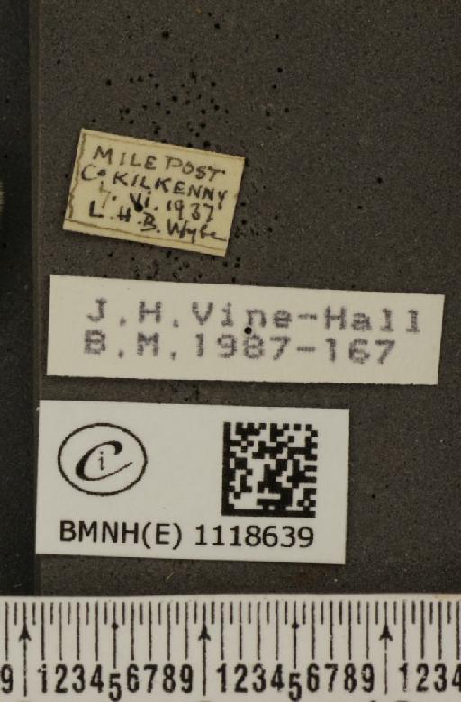 Leptidea sinapis juvernica Williams, 1946 - BMNHE_1118639_label_73836