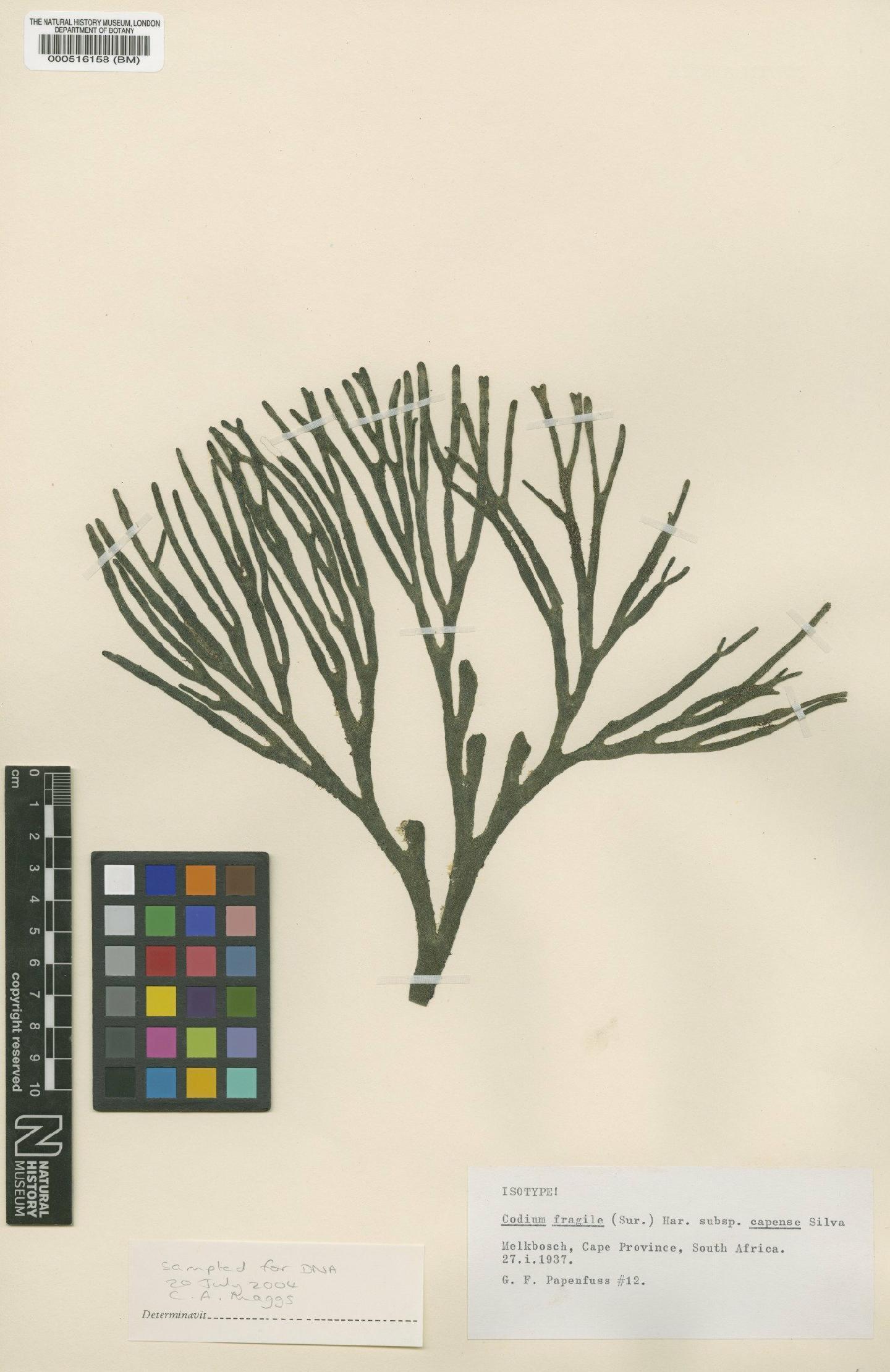 To NHMUK collection (Codium fragile subsp. capense Silva; Isotype; NHMUK:ecatalogue:4830733)