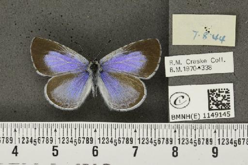 Celastrina argiolus britanna (Verity, 1919) - BMNHE_1149145_a_111496