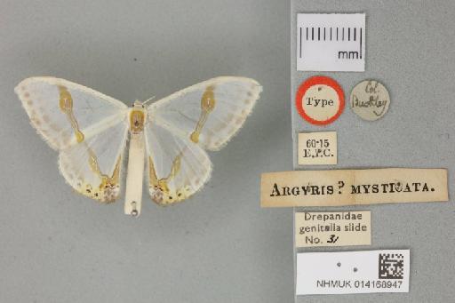 Argyris mysticata Walker, 1863 - 014168947_Argyris_mysticata_Type_dorsal_habitus