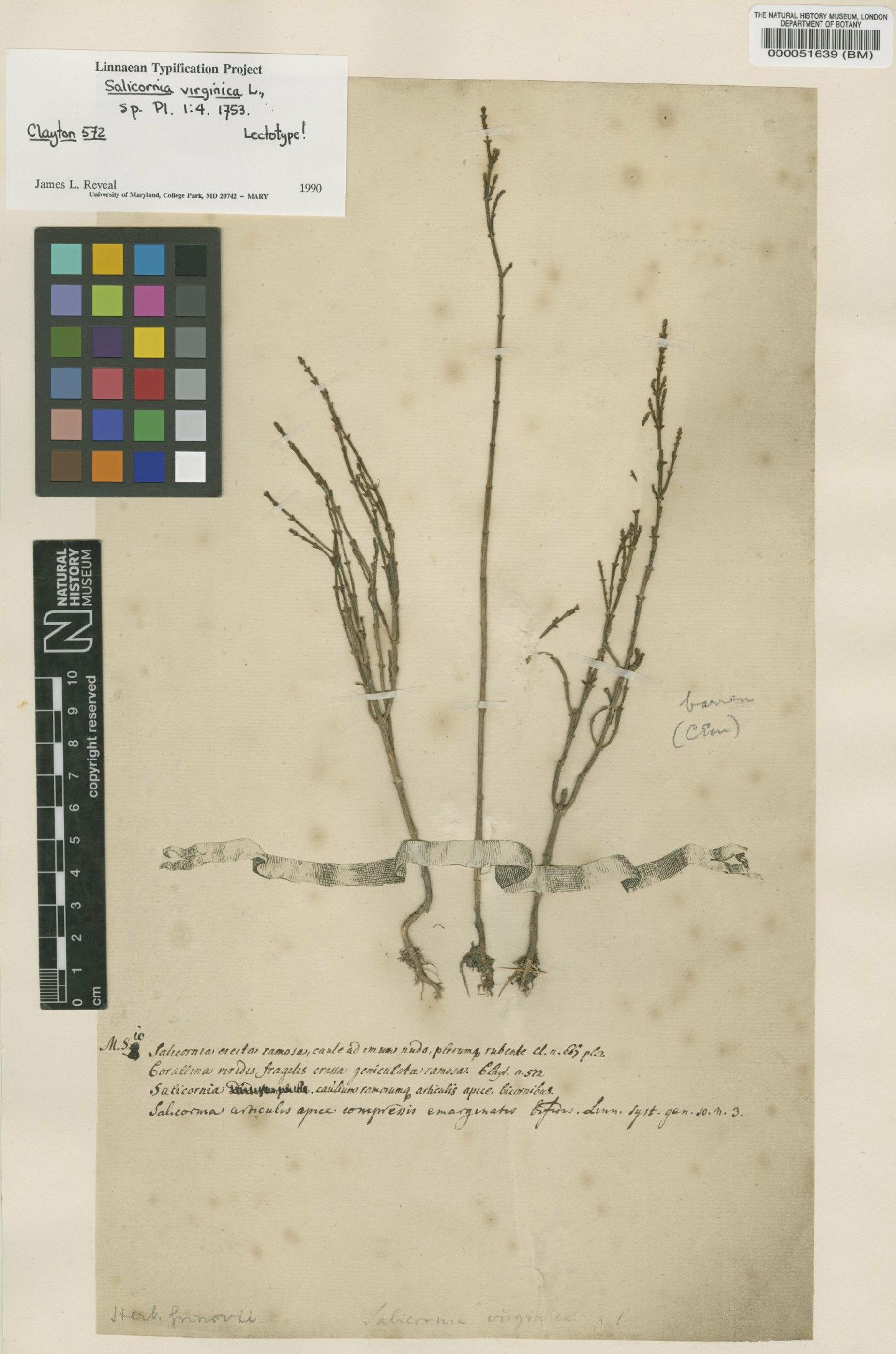 To NHMUK collection (Salicornia virginica L.; Lectotype; NHMUK:ecatalogue:4748367)