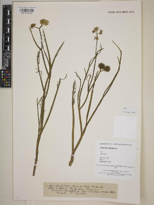 Oenanthe fistulosa L. - BM013858044