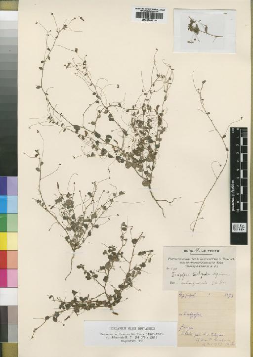 Indigofera trichopoda var. oubanguiensis Tiss. - BM000843141