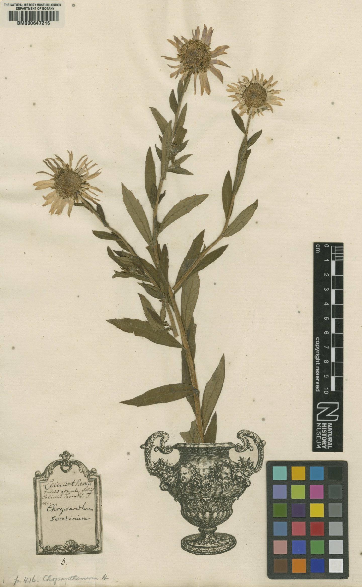 To NHMUK collection (Chrysanthemum serotinum L.; Lectotype; NHMUK:ecatalogue:4704025)