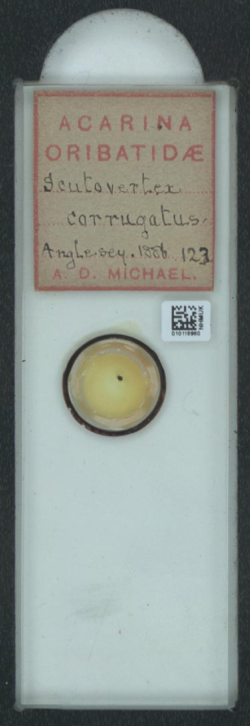 Scutovertex corrugatus A.D. Michael, 1888 - 010118980_128155_548572