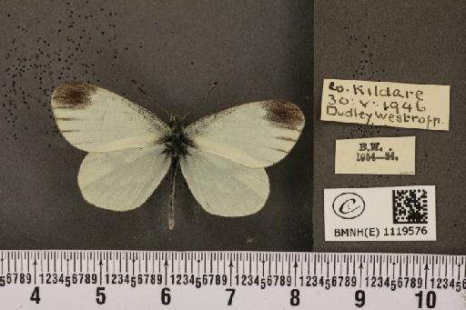 Leptidea sinapis juvernica Williams, 1946 - BMNHE_1119576_74065