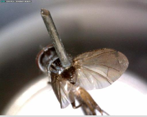 Phyllophilopsis calceata (van der Wulp, 1891) - Phyllophilopsis calceata LT posterior