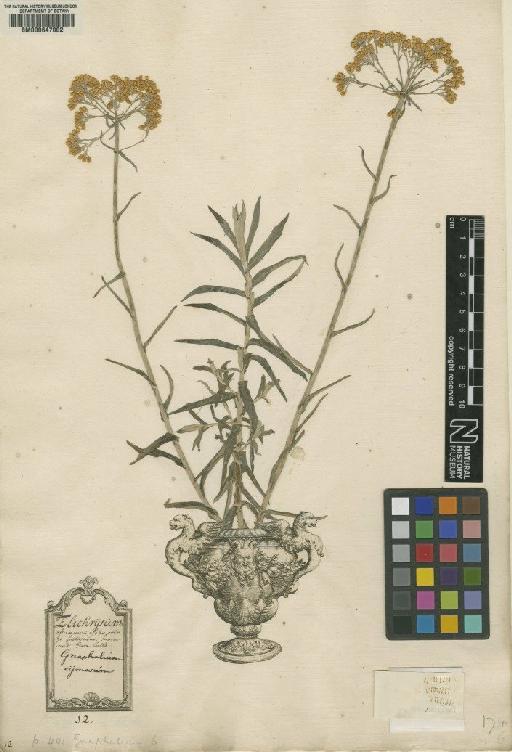 Gnaphalium cymosum L. - BM000647002