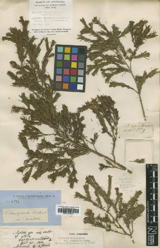 Calytrix brachychaeta (F.Muell.) Benth. - BM001015052