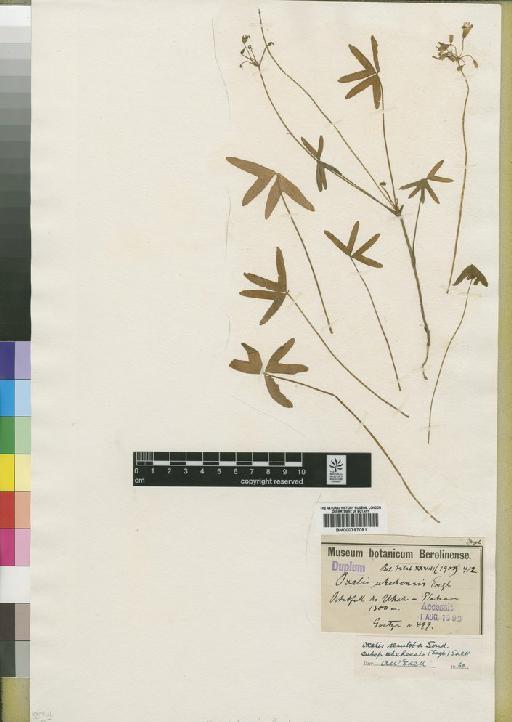 Oxalis semiloba subsp. uhehensis (Engl.) Exell - BM000797091