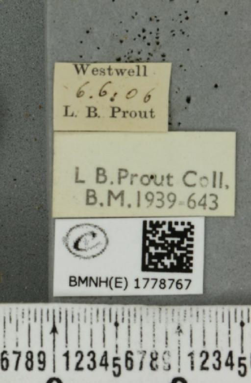 Colostygia pectinataria ab. clausa Lempke, 1949 - BMNHE_1778767_label_354403