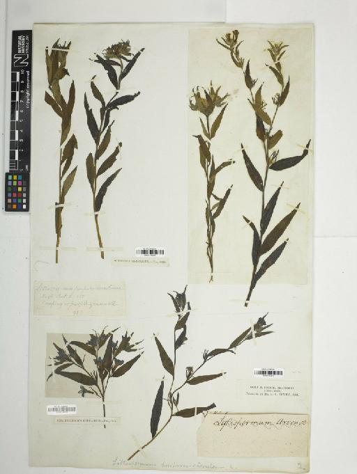 Lithospermum purpurocaeruleum L. - BM001148212