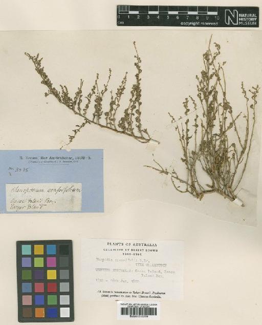 Rhagodia crassifolia R.Br. - BM001010209